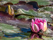 17th Oct 2020 - The first Waterlily