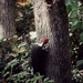 Pileated Woodpecker  by mzzhope