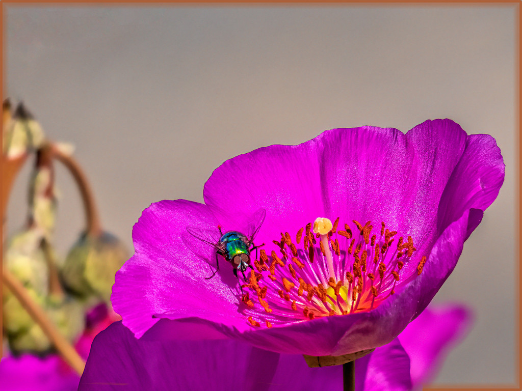A Bluebottle full of pollen by ludwigsdiana