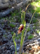 15th Oct 2020 - Ground Orchid # 3