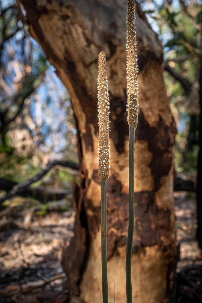 Grass tree flowers by pusspup