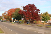 16th Oct 2020 - Autumn Red