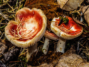 17th Oct 2020 - Mushrooms