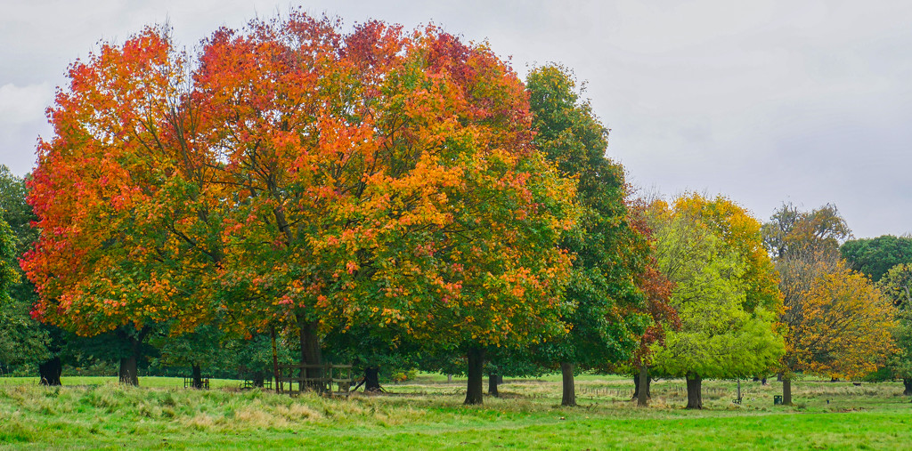 Autumn colours. by tonygig