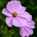 Garden Cosmos by fishers