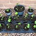 Hollyhock Seedlings by susiemc