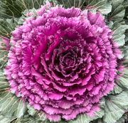 7th Oct 2020 - Ornamental Cabbage