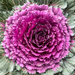 Ornamental Cabbage by sprphotos