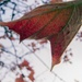 Before Falling (leaf) by granagringa