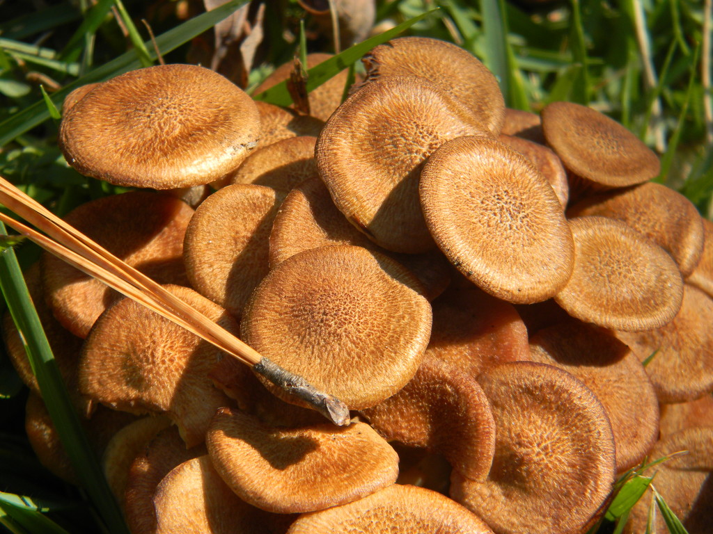 Group of Mushrooms by sfeldphotos
