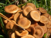 17th Oct 2020 - Group of Mushrooms
