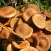 Group of Mushrooms by sfeldphotos