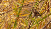 17th Oct 2020 - Savannah sparrow in the fall