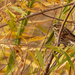 Savannah sparrow in the fall by rminer