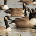 Two-headed Canadian goose by rminer