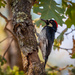 Acorn Woodpecker by nicoleweg