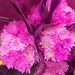 Pink bouquets  by kchuk