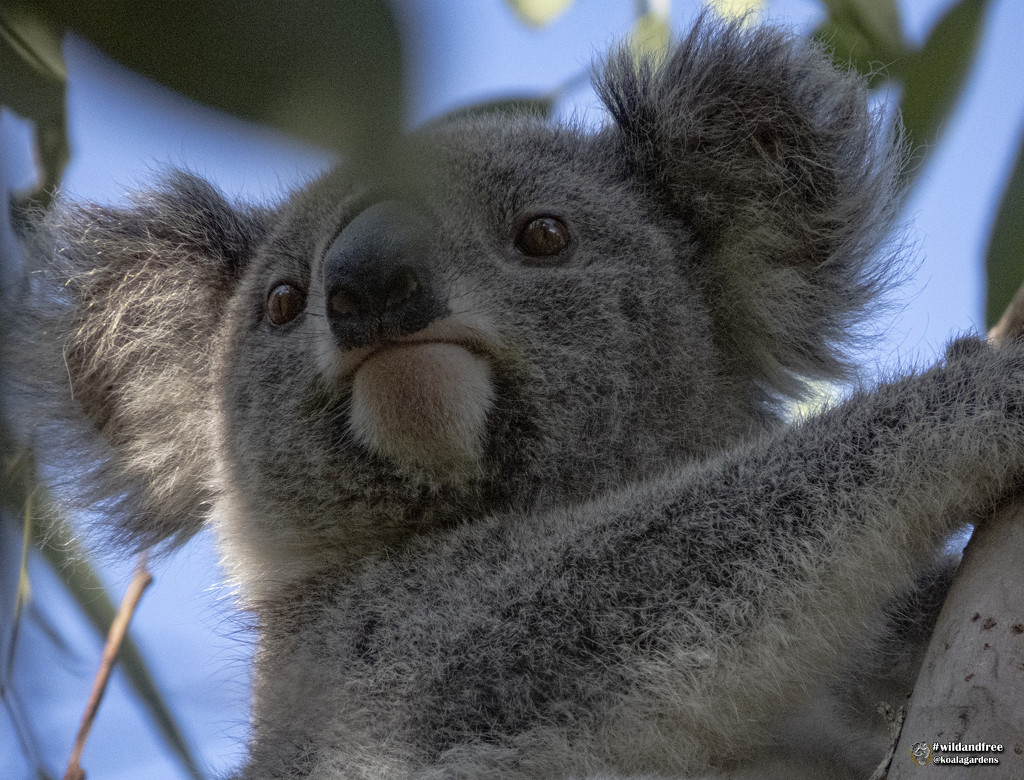 meet Maggie by koalagardens