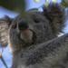 meet Maggie by koalagardens