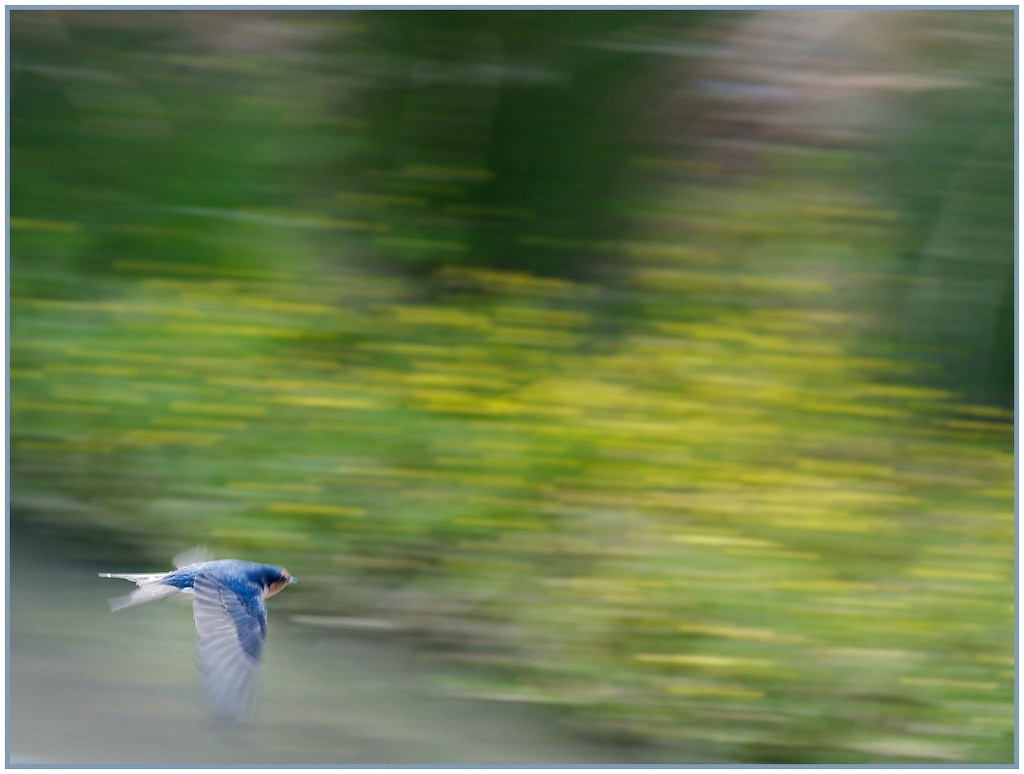 Abstract Swallow by nzkites