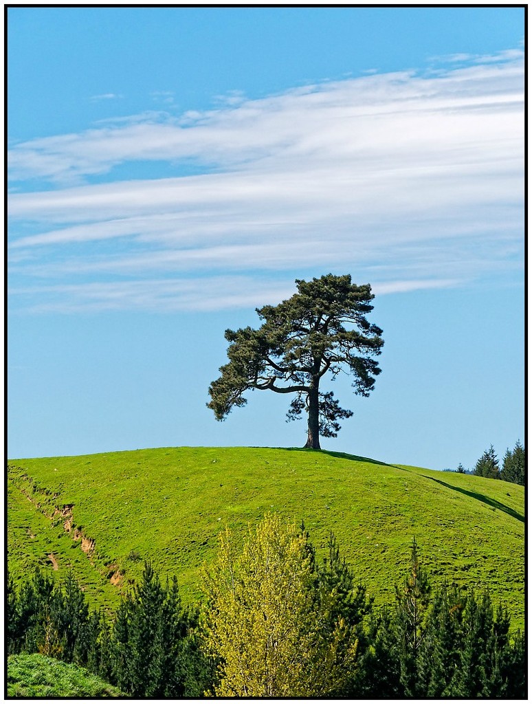 Tree & Cloud by nzkites