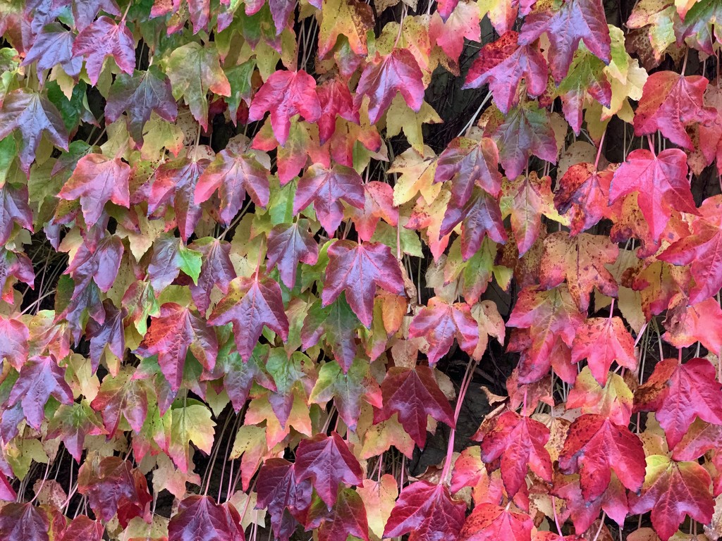 Autumn colours by 365projectmaxine