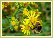 18th Oct 2020 - Still Busy Collecting Pollen