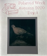 18th Oct 2020 - Collared Dove