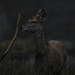 deer  by shepherdmanswife