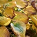 Hosta Leaves by carole_sandford