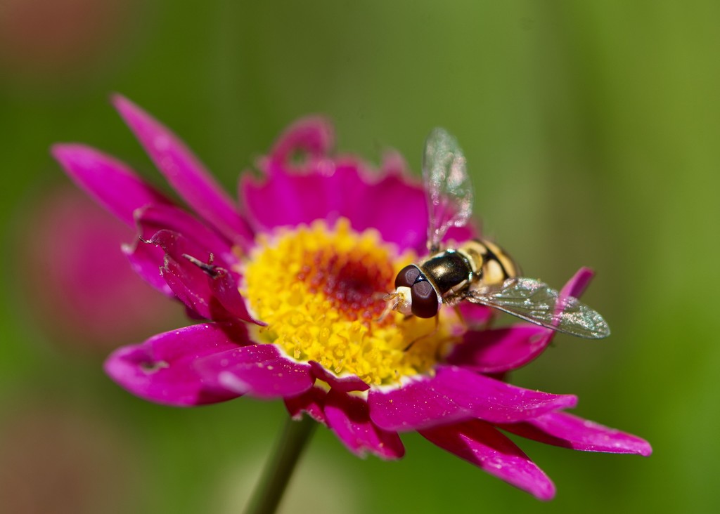 The Hoverflies Were Out In Force DSC_4056 by merrelyn