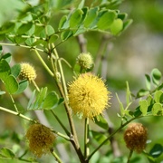 18th Oct 2020 - Sweet Acacia flowers 