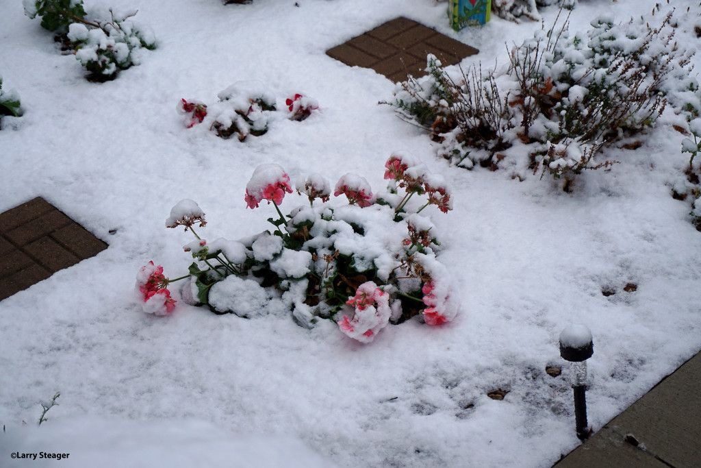 Snow on the geranium by larrysphotos