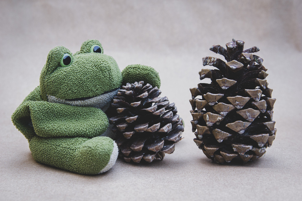 (Day 247) - Good Pinecone by cjphoto