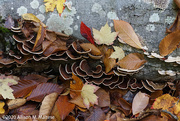 17th Oct 2020 - Leaves and Fungi