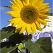 Late Sunflower by pcoulson