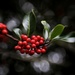 Holly Berries And Bokeh by motherjane