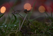18th Oct 2020 - Bokeh, droplets and tiny fungi...........
