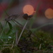 Bokeh, droplets and tiny fungi........... by ziggy77