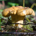 Chanterelle grows in the Woods by byrdlip