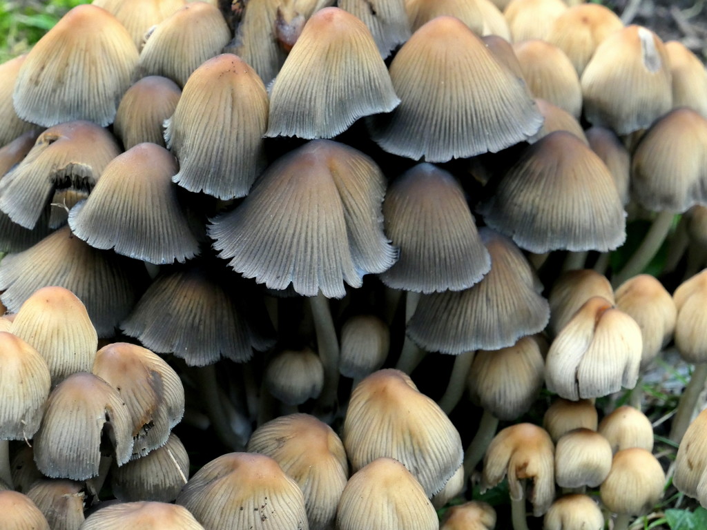 Myriad of Mushrooms by gaf005
