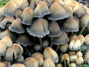 18th Oct 2020 - Myriad of Mushrooms