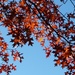 Autumn colours by 365jgh