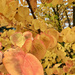 Color of autumn.  by cocobella