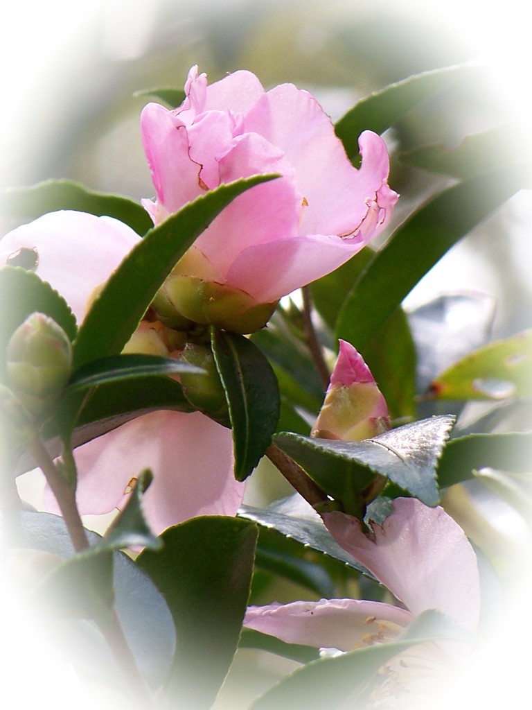 Pink camellias... by marlboromaam