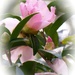 Pink camellias... by marlboromaam