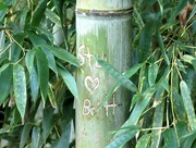 18th Oct 2020 - Love In the Bamboo Forest