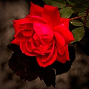 18th Oct 2020 - The Last Rose of Summer