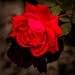 The Last Rose of Summer by milaniet