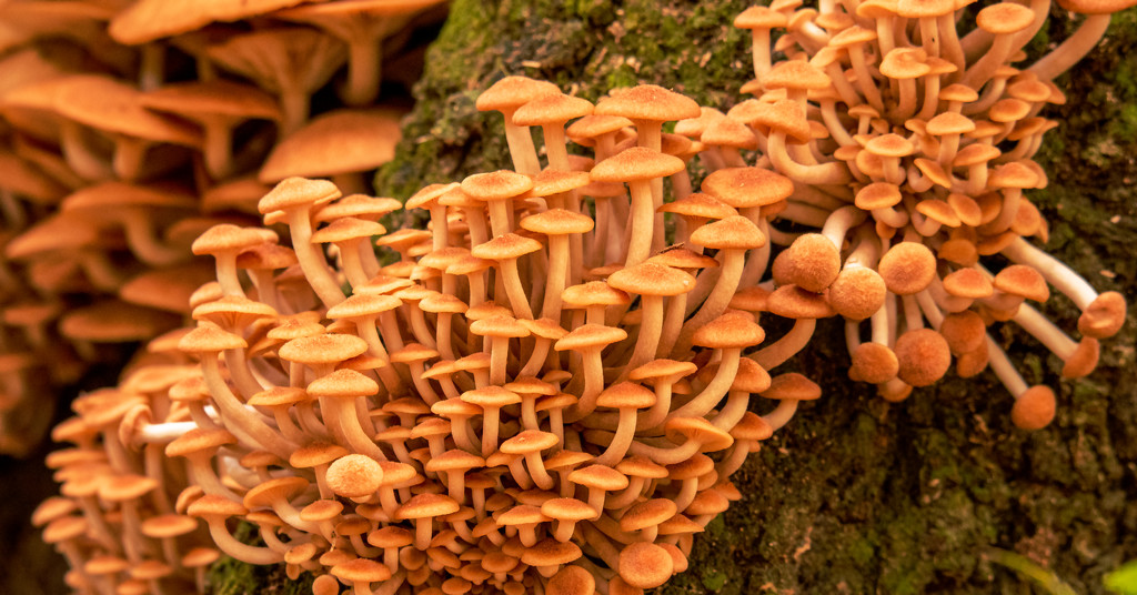 Lots of Fungi! by rickster549